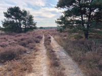 Boswachterij Sint Anthonis